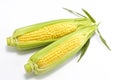 Sweet fresh corn Royalty Free Stock Photo