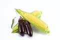 Sweet fresh corn Royalty Free Stock Photo