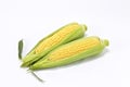 Sweet fresh corn Royalty Free Stock Photo