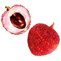 Sweet fresh lychees fruits close up isolated, watercolor illustration