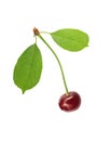 Sweet fresh one cherry with green leaf isolated on white Royalty Free Stock Photo