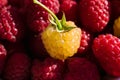 Sweet fresh organic raspberries background closeup, selective focus, free space. Macro photo. One yellow raspberry on red. Royalty Free Stock Photo