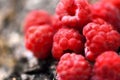 Sweet, fresh, organic raspberry fruit closeup Royalty Free Stock Photo