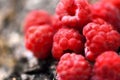 Sweet, fresh, organic raspberry fruit closeup