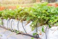 sweet fresh outdoor red strawberry in the garden, growing outside in soil, rows with ripe tasty strawberries Royalty Free Stock Photo