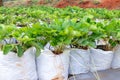 sweet fresh outdoor red strawberry in the garden, growing outside in soil, rows with ripe tasty strawberries Royalty Free Stock Photo