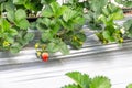 sweet fresh outdoor red strawberry in the garden, growing outside in soil, rows with ripe tasty strawberries Royalty Free Stock Photo