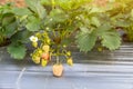 sweet fresh outdoor red strawberry in the garden, growing outside in soil, rows with ripe tasty strawberries Royalty Free Stock Photo