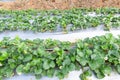 sweet fresh outdoor red strawberry in the garden, growing outside in soil, rows with ripe tasty strawberries Royalty Free Stock Photo