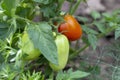 Sweet fresh pepper grows on a branch. Red and green peppers. Macro photo Royalty Free Stock Photo