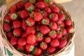 Sweet fresh red strawberries from farm, ripe strawberry fruit in white basket,  organic fruit from field Royalty Free Stock Photo