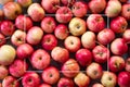 Sweet fresh ripe red apples heap scattered on gray weathered , fruit backround. Fall harvest, farming agricultural Royalty Free Stock Photo