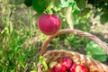 Sweet fruit apple growing on tree with leaves green, natural plant product hanging on branch. Apple photo consist of Royalty Free Stock Photo