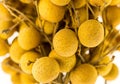 Sweet fruit longan set of yellow fruits close-up on a white Royalty Free Stock Photo