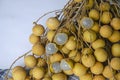 Sweet fruits bundle of ripe longan, sweet thai fruits