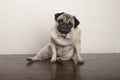 Sweet funny pug puppy dog sitting down on wooden ground Royalty Free Stock Photo