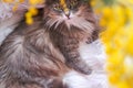 Sweet, furry, gray kitten Royalty Free Stock Photo