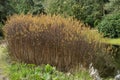 Bog-myrtle Myrica gale, at the waterfront in spring