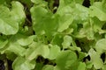 Sweet garden green lettuce seedlings