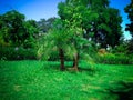 Sweet Garden Landscape With Phoenix Roebelenii Or Pygmy Date Palm Plants Royalty Free Stock Photo