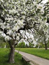 Sweet Garden in Spring