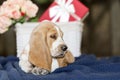 Pretty Basset hound puppy