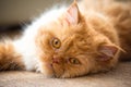 Sweet ginger cat Royalty Free Stock Photo