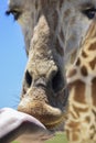 Sweet giraffe nose close up