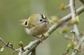 A cute Goldcrest, Regulus, perching on a branch of a tree in spring. It is the UK smallest bird with the Firecrest. Royalty Free Stock Photo