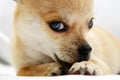 Sweet golden Chihuahua pup Royalty Free Stock Photo