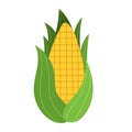 Sweet golden corn in cartoon style. Farm vegetable element Royalty Free Stock Photo