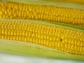 .Sweet golden corn. Image of a yellow grain of sweet corn on the cob. Dense rows of corn seeds. Royalty Free Stock Photo