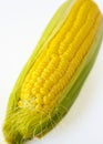 .Sweet golden corn. Image of a yellow grain of sweet corn on the cob. Dense rows of corn seeds. Royalty Free Stock Photo