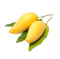 Sweet golden mango isolated on white background. Royalty Free Stock Photo