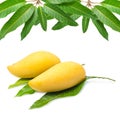 Sweet golden mango isolated on white background. Royalty Free Stock Photo