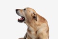 sweet golden retriever dog sticking out tongue and panting Royalty Free Stock Photo