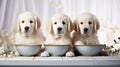 Sweet golden retriever and labrador puppies with bowl in kitchen setting