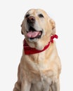 sweet golden retriever puppy with red bandana looking up and panting Royalty Free Stock Photo