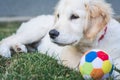 Sweet golden retriever puppy rest near a colorful ball Royalty Free Stock Photo