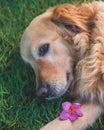 Sweet Golden Retriever