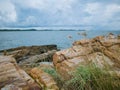 Sweet Grass Grow up on the Rock reef near the sea cape