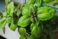 Sweet green basil plants with flowers growing on the windowsill at home. Fresh basil leaves, home gardening, macro Royalty Free Stock Photo