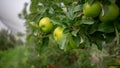 Sweet Green Granny Smith Apples Australia Royalty Free Stock Photo