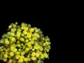 Sweet green grapes on black background Royalty Free Stock Photo