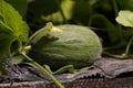 Sweet green melon grows in a greenhouse. Close up Royalty Free Stock Photo