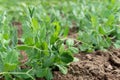 Sweet green pea sprouts in farmer field. Royalty Free Stock Photo
