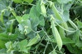 Sweet Green Peas