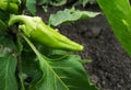 Sweet green peppers in the garden. Green pepper ripens on the bush. Top view - photo of green pepper. Organic vegetables