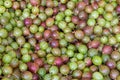 Sweet green and red gooseberries closeup background. Ripe summer berries harvest. Fresh vitamin concept. Royalty Free Stock Photo