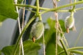 Sweet green, small melon grows in a greenhouse. Close up Royalty Free Stock Photo